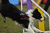Finale canis
