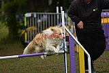 Finale canis