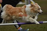 Finale canis