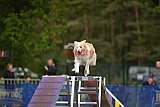 Finale canis