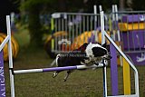 Finale canis
