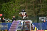 Finale canis