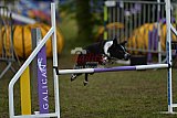 Finale canis
