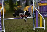 Finale canis