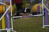 Finale canis