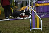 Finale canis