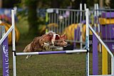 Finale canis