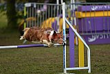 Finale canis