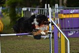 Finale canis