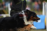 Finale canis