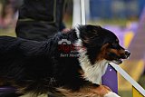 Finale canis
