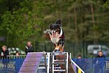Finale canis