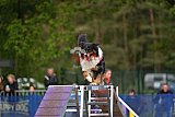 Finale canis