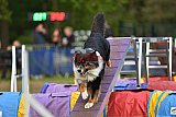 Finale canis