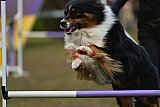 Finale canis