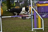 Finale canis