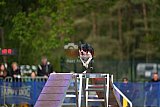 Finale canis