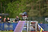 Finale canis