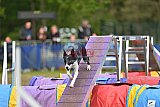 Finale canis