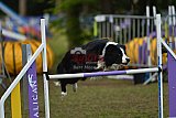 Finale canis