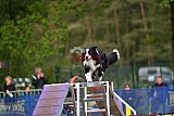 Finale canis