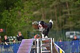 Finale canis