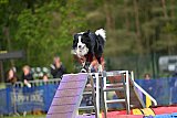 Finale canis