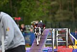 Finale canis