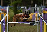 Finale canis