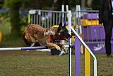 Finale canis