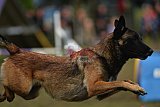 Finale canis