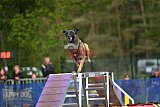 Finale canis