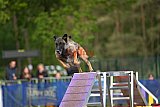 Finale canis