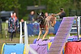 Finale canis