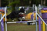 Finale canis