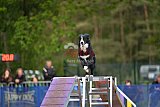 Finale canis