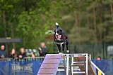 Finale canis