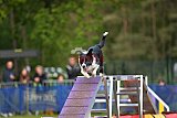 Finale canis