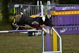 Finale canis