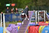 Finale canis