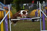 Finale canis