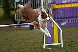 Finale canis
