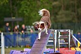 Finale canis