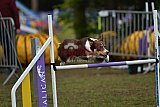Finale canis
