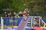 Finale canis