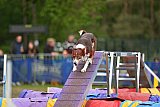 Finale canis