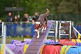Finale canis