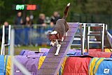 Finale canis