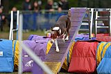 Finale canis