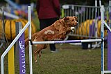 Finale canis